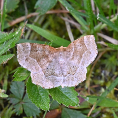 Metarranthis hypochraria