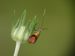 Nemophora albiciliellus