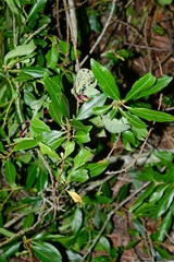 Myrsine coriacea