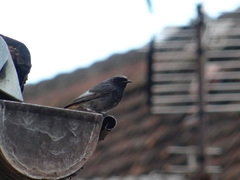 Phoenicurus ochruros