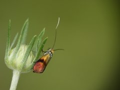 Nemophora albiciliellus