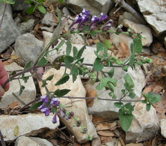 Scutellaria brevibracteata