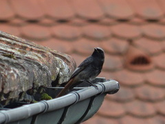 Phoenicurus ochruros