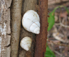 Orthalicus floridensis