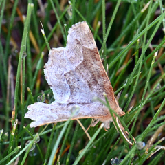 Metarranthis hypochraria