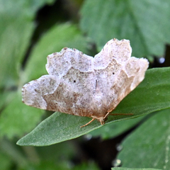 Metarranthis hypochraria