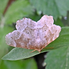 Metarranthis hypochraria