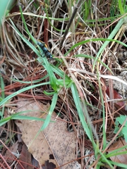 Monocesta ducalis