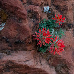 Castilleja scabrida scabrida