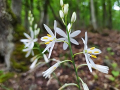 Anthericum liliago