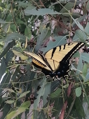 Papilio multicaudata