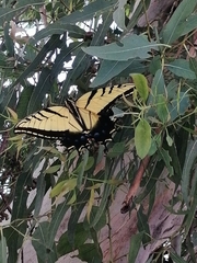 Papilio multicaudata