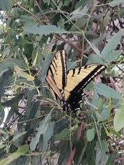 Papilio multicaudata