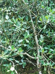 Clusia salvinii