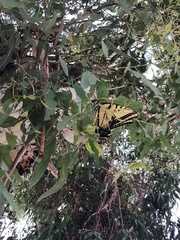Papilio multicaudata