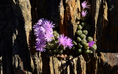 Conophytum ficiforme