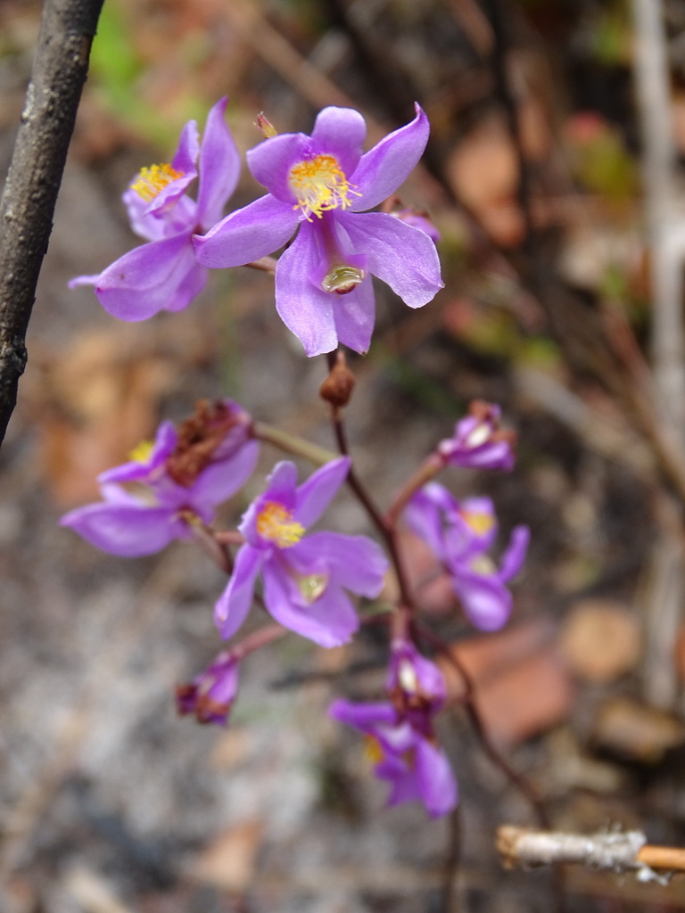 Calopogon multiflorus