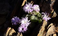 Conophytum ficiforme