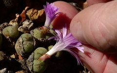 Conophytum ficiforme