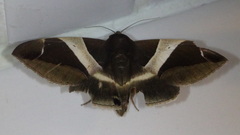 Bastilla crameri