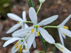 Anthericum liliago
