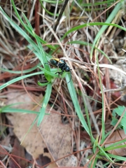 Monocesta ducalis