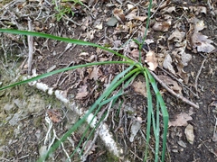 Anthericum liliago