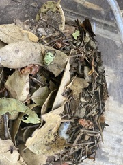Hoplia dispar