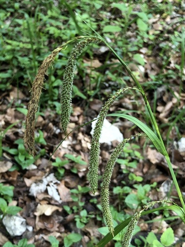 Carex agastachys (Carex agastachys)