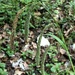 Carex agastachys - Photo (c) Thomas Ebner, alguns direitos reservados (CC BY), uploaded by Thomas Ebner