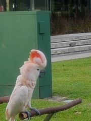 Cacatua moluccensis