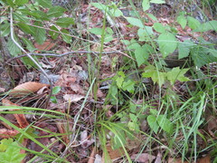 Carex debilis rudgei