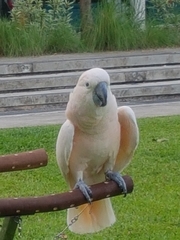 Cacatua moluccensis