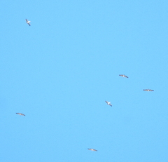 Pelecanus philippensis