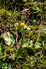 Helichrysum auriceps