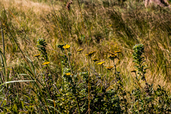 Helichrysum umbraculigerum