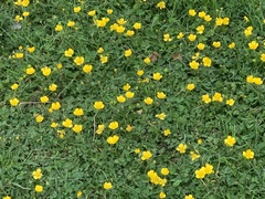Ranunculus repens