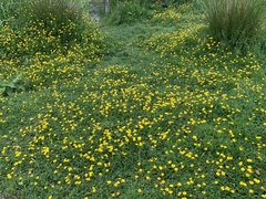 Ranunculus repens