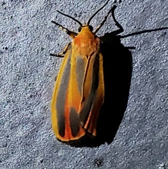 Hypoprepia miniata