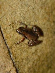 Microhyla
