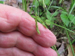 Carex debilis rudgei