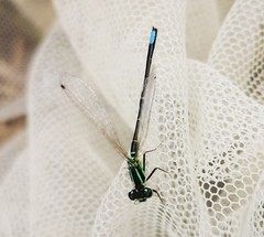 Ischnura chingaza