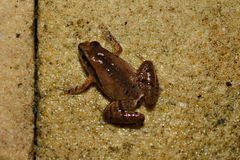 Microhyla