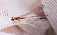 Mesamphiagrion