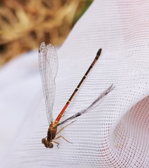 Mesamphiagrion