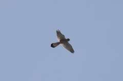 Falco tinnunculus