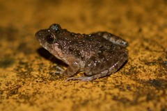 Minervarya mysorensis