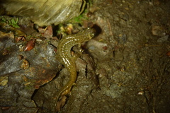 Desmognathus santeetlah