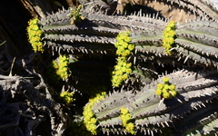 Euphorbia nesemannii