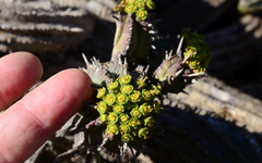 Euphorbia nesemannii